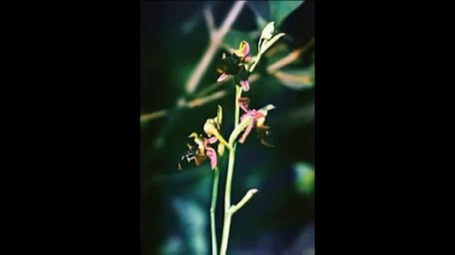 "Хары бюльбюль-символ Шуши"-школа 236 смотреть онлайн