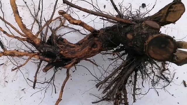 Роза Шраб Рококо. Корень жив. смотреть онлайн