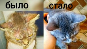 ЛЕЧЕНИЕ КОШКИ ОТ ЧЕСОТКИ... ДО И ПОСЛЕ...У НЕЕ РАЗБИТА ЧЕЛЮСТЬ ОТ ЖИВОДЕРОВ