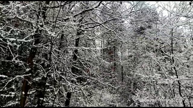 Красивый зимний лес и красивая музыка. смотреть онлайн