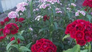 Турецкая гвоздика