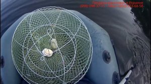 ГДЕ ЖИВУТ И ЧТО ЕДЯТ РАКИ. КАК НАЙТИ РАКОВ, РАКОЛОВКИ, МЕСТА ОБИТАНИЯ РАКОВ. Ловля раколовками.