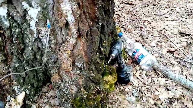 20 марта 23г пошел березовик.Пробиваем не травмируя дерево. смотреть онлайн