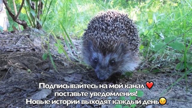 Про любимую тёщу, дачу и борьбу со злыми духами в лице зятя! смотреть онлайн