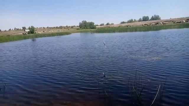 Такого ротана я ещё не ловил. Ловля ротанов. смотреть онлайн