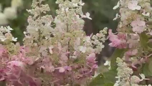 Pinky Winky Hydrangea смотреть онлайн