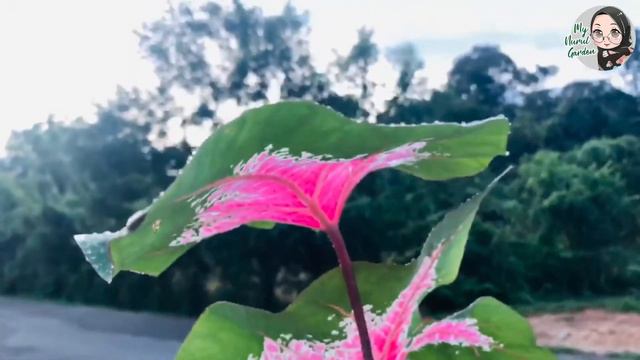 CALADIUM ROSEBUD смотреть онлайн