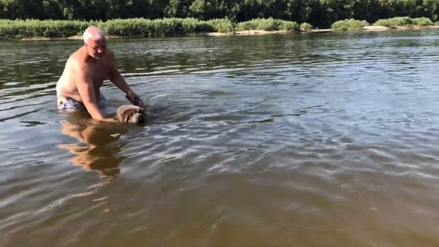 Первый заплыв (learning to swim shar pei) смотреть онлайн