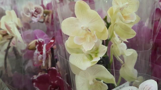 ОРХИДЕИ В ПЛАНЕТЕ ЛЕТА // 02 06 24// смотреть онлайн