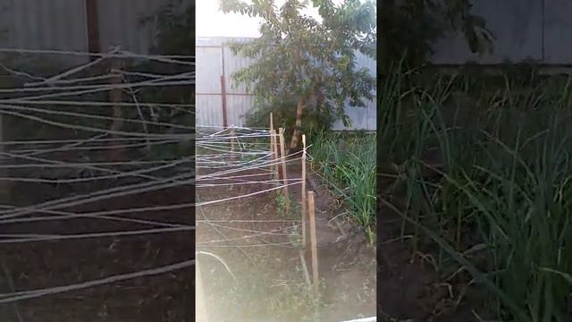 капельный полив для новичков, 1-й опыт.....