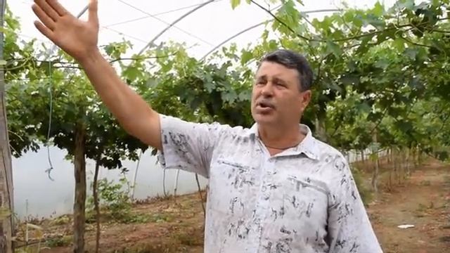 Секреты выращивания тепличного винограда. Сорт Преображение смотреть онлайн