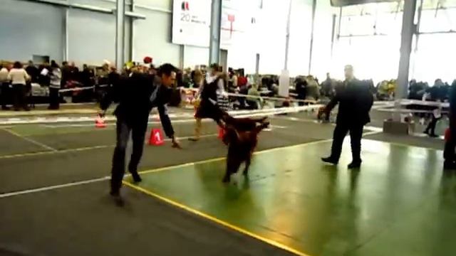 Выставка Сабанеева2013. Сравнение на ЛПП смотреть онлайн