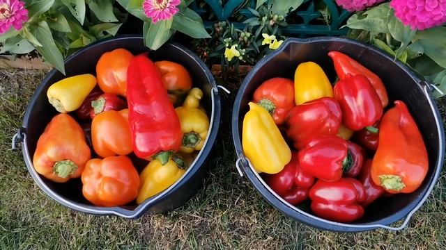 4 сентября - ретро выпуск. Готовим грядки под клубнику. Отличный урожай - сбор перца и томатов. смотреть онлайн