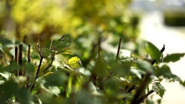 Test Russian Cinema  Lens OKS1-75-1 On Canon 5D MarkII Camera.