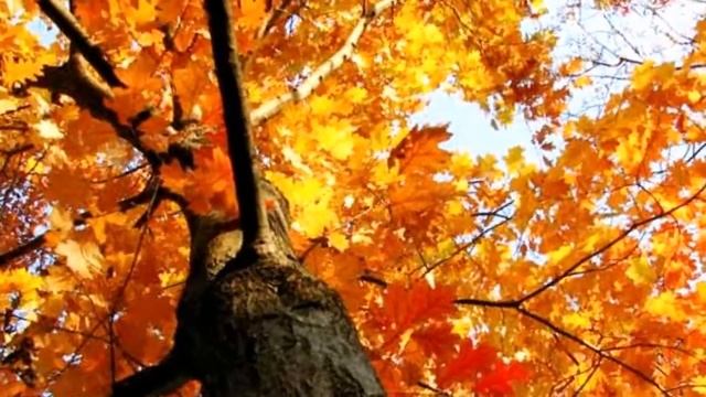 ВАЛЬС - ВОСПОМИНАНИЕ смотреть онлайн