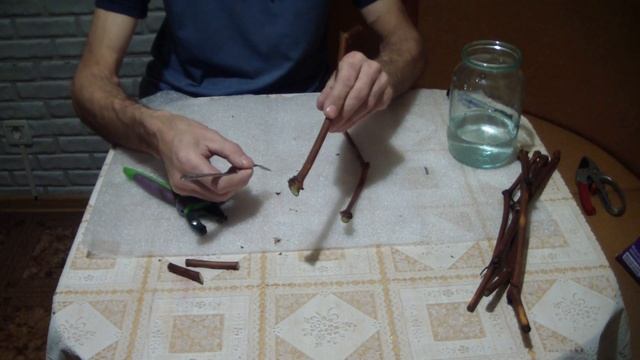 Способ размножения ВИНОГРАДА НА ВОДЕ смотреть онлайн