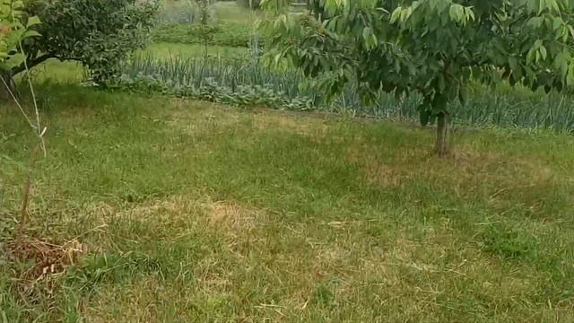 Персик из косточки 2019-2020, урожай черешни - только попробовать.