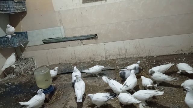 голуби Таджикистана смотреть онлайн