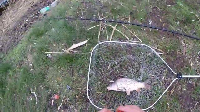 Рыбалка на Днестре осенний сазанчики радуют #рыбалка #отдых #осень смотреть онлайн