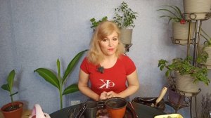 Как пробудить луковицу гиппеаструма