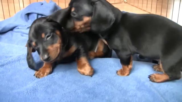 Щенки таксы. Dachshund Puppies