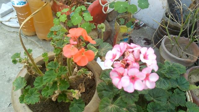 237,,,Geranium plant total care and propagation tips смотреть онлайн