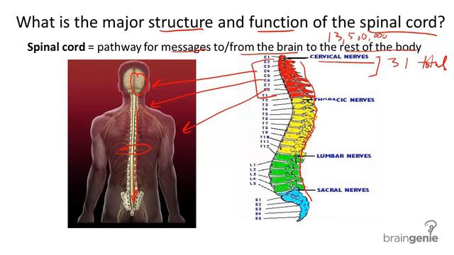 8 1 2 The Spinal Cord Structure and Function смотреть онлайн
