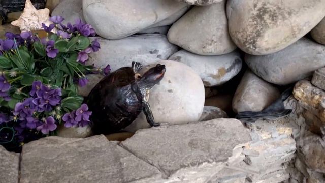 VLOG: Идем смотреть на черепашек. Очень много черепах!! смотреть онлайн