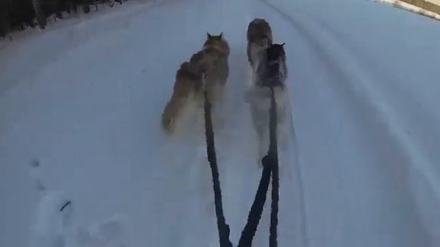 Зимние виды спорта и хаски