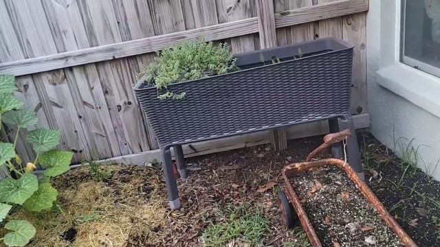 2023 Vegetable garden tour ZONE 9B FLORIDA смотреть онлайн