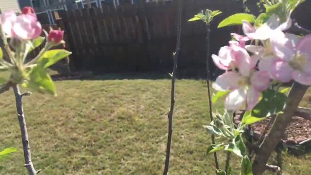 My Golden Delicious Apple Tree In Full Bloom смотреть онлайн