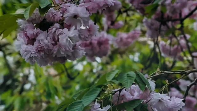 ЛЕТО.#АвторскоеВидео#МоиСтихи. смотреть онлайн