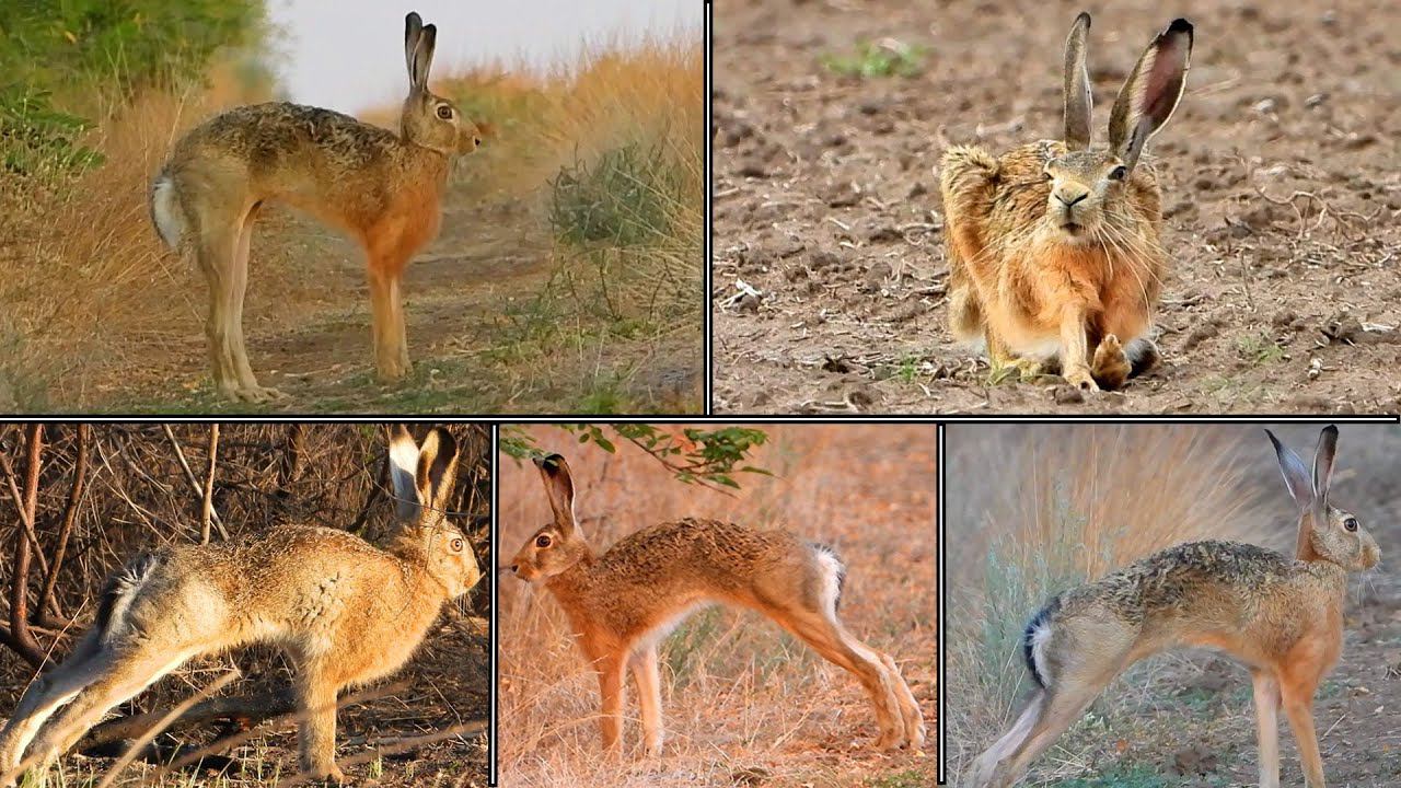 Hare stretching / Заячьи потягушки смотреть онлайн