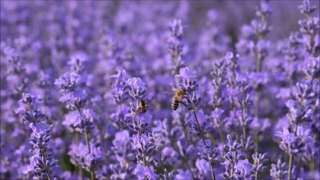 All About Bees For Kids: Bee Facts And Information For Children - FreeSchool