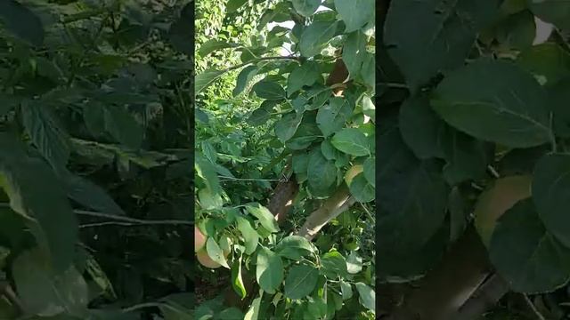 яблоня 'Женева Эрли' смотреть онлайн