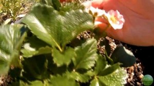 Ампельная клубника месяц спустя