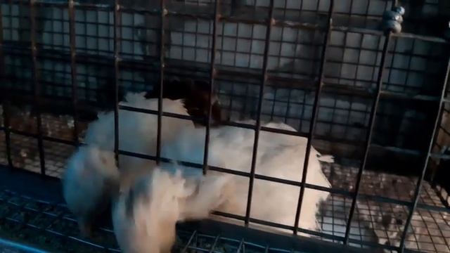 Как определить пол перепелов и отличить перепела от перепёлки? смотреть онлайн