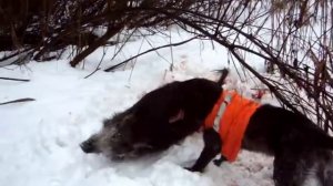 дратхаар по кабану