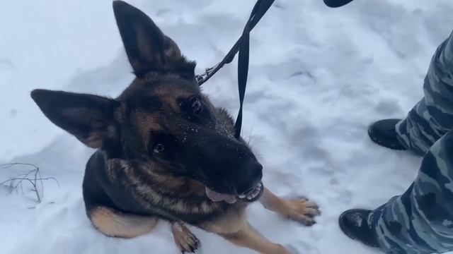 Следователь