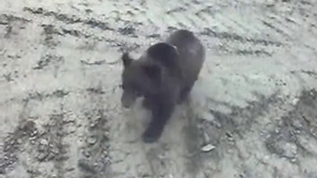 Магаданской медведь смотреть онлайн