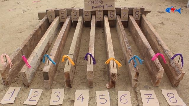 Hen Chicks Racing game | Color Chicks | Small Birds | Roosters and Hens | Fish cutting / Spank Medi смотреть онлайн