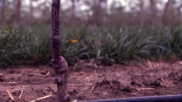 Интенсивный сад: опоры и шпалеры (Онтарио, Канада) смотреть онлайн