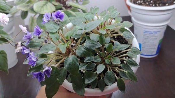 Обзор трейлерных сортов фиалок