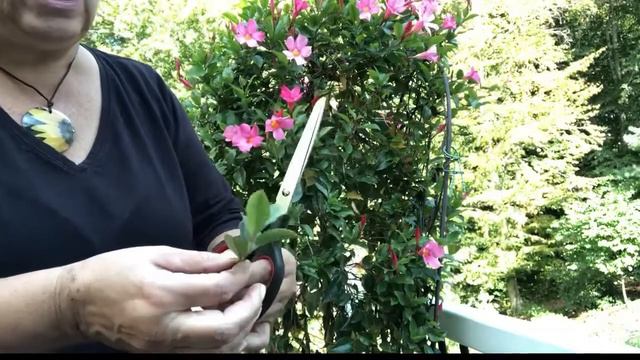 PROPAGATING ANNUALS BEFORE THE FIRST FROST смотреть онлайн