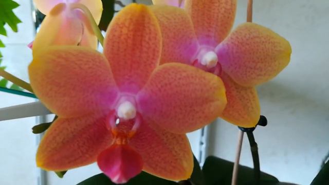 НЕСРАВНЕННЫЕ #КРАСАВИЦЫ #ОРХИДЕИ BROTHER SARA GOLD И MIKIMOTO! ❤️❣️😍🤩👍 смотреть онлайн