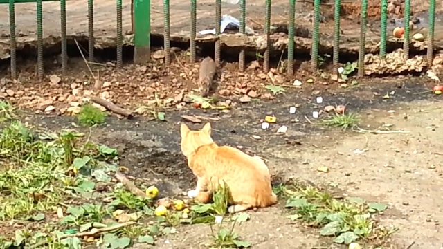 Кот и крыса смотреть онлайн