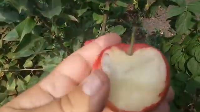 Яблоня сорт летний Молис Делишес смотреть онлайн