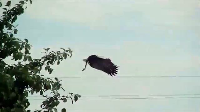 Псков, аисты-первый полет. Сложно, но возможно. смотреть онлайн