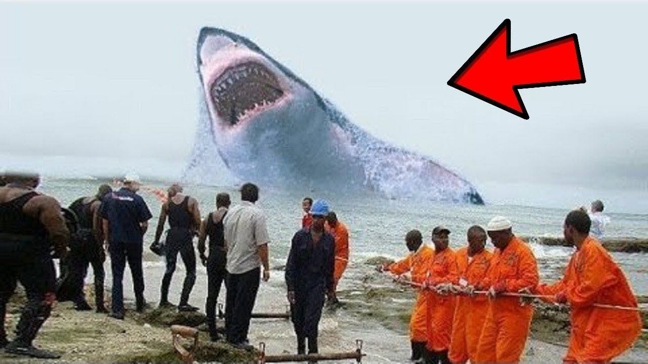 9 Самых Больших Существ, Когда Либо Живших На Земле смотреть онлайн