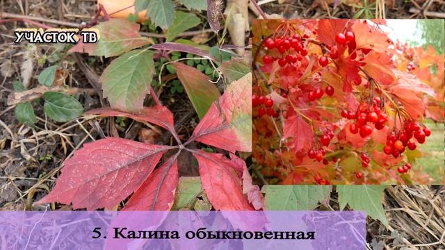 ТОП 15 Красных Растений Осени - Растения с Красными Листьями Осенью смотреть онлайн